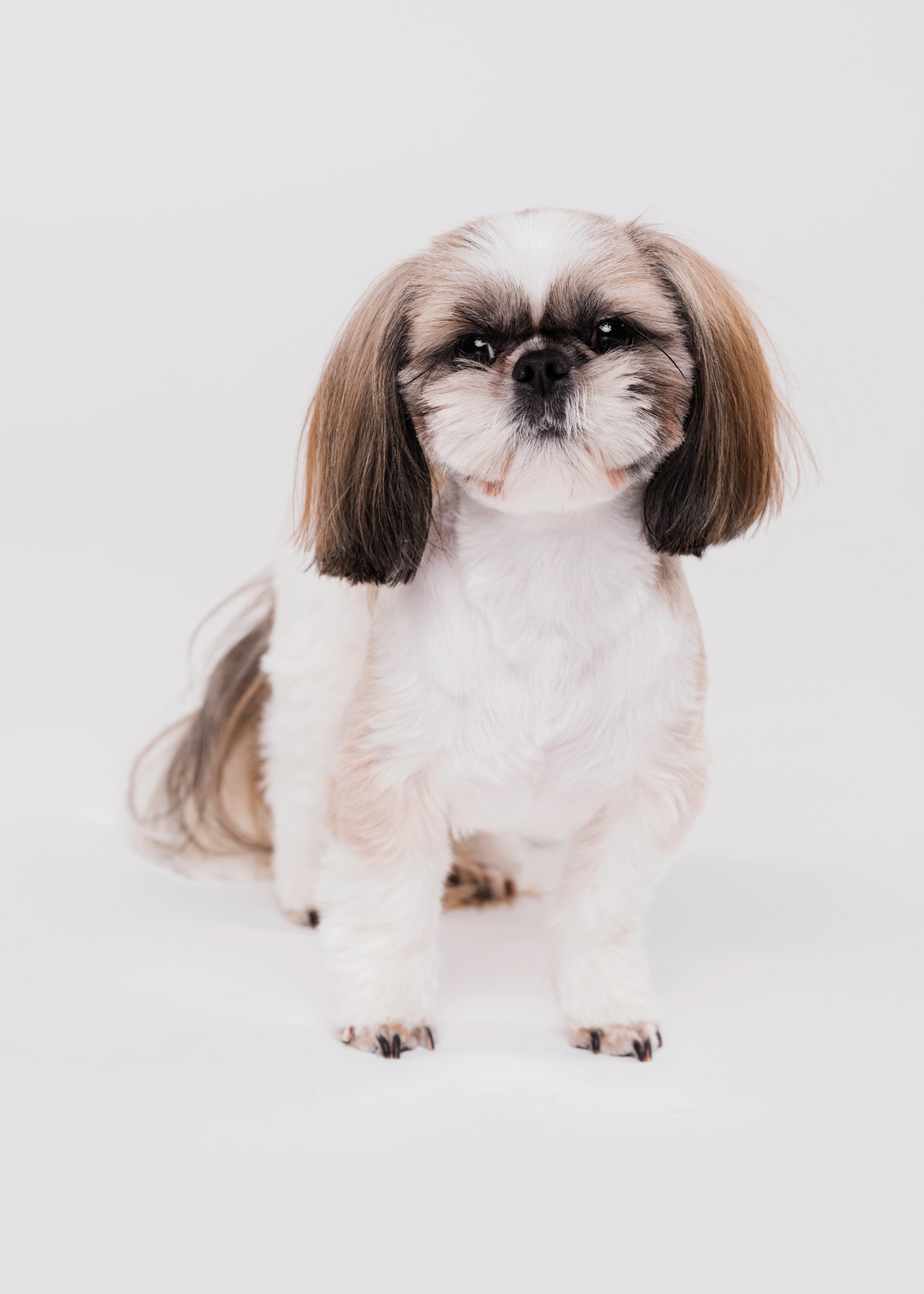 How to Groom a Golden Retriever at Home? Tips, Tools, Cost & Hairstyle